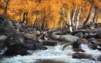 birch autumn / ***