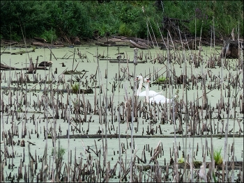 Swan Lake / ***