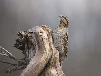 Wryneck / ***