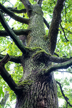 Oak-tree / ***