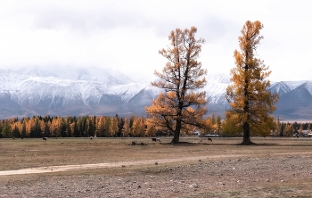 Altai autumn / ***