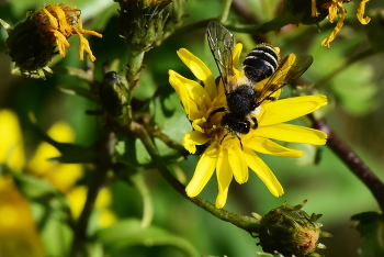 &nbsp; / ***