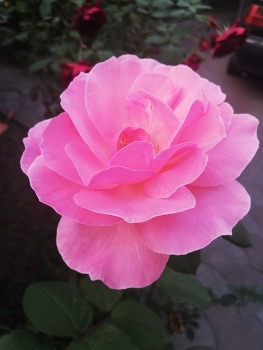 Beautiful Pink Rose / Close-up of a beautiful pink rose in full bloom in a garden, with soft natural light and a blurred green background