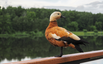 From the life of birds / ***