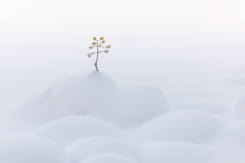 Snowy solitude / ***