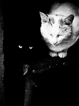 &nbsp; / ***