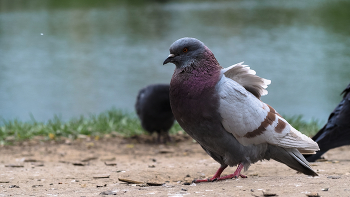 From the life of birds / ***