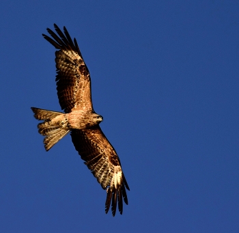 Black Kite / ***