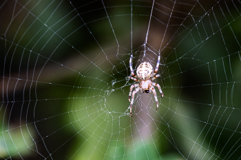 Araneus marmoreus / ***