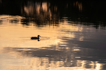 The golden sunset ... / ***