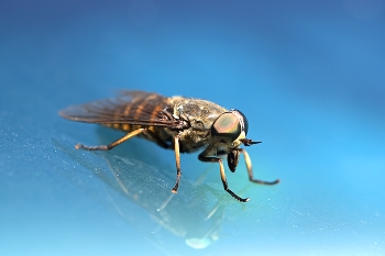 gadfly / ***