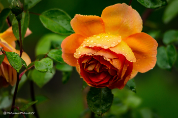 Rose / ***