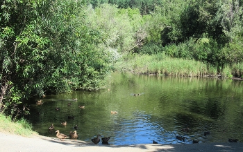 Duck Creek / ***