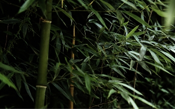 Bamboo / ***