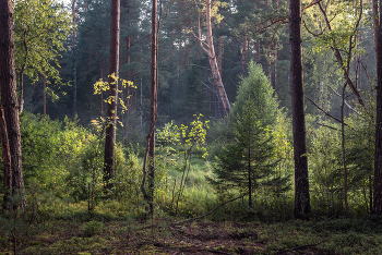 Forest Study / ***