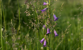 Bells / ***