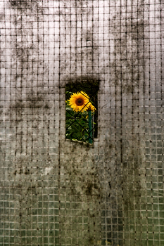 Life around / ***