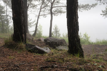 Foggy morning / ***