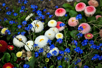 Spring flowers / ***