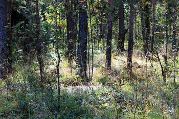 In the fairy forest / ***