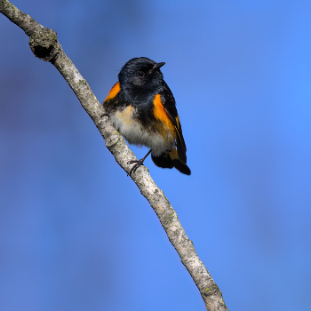 American Redstart (m) / American Redstart (m)
