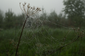 Fog dissipates / ***