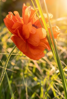 poppy / ***