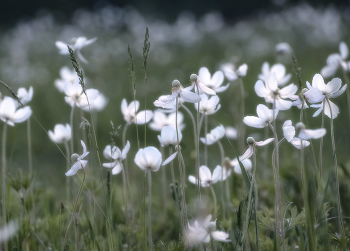 White dance / ***
