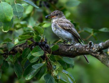 Eastern Phoebe / Eastern Phoebe