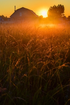 Sunrise in the forest / ***