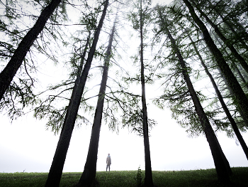 Forest / ***