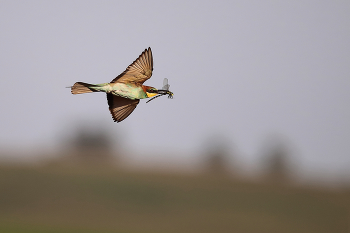 Joint flight / ***