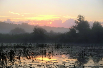 Summer morning. / ***