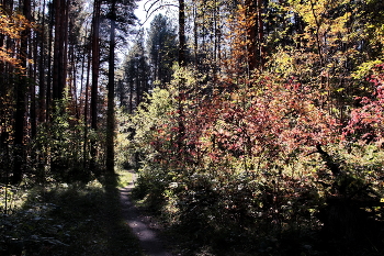 Autumn afternoon. / ***