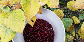 Cranberry / ***