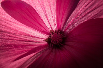 Lavatera / ***