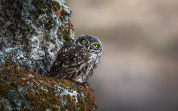 Peepers / ***