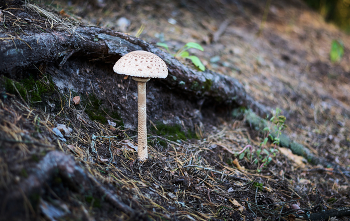 Mushroom / ***