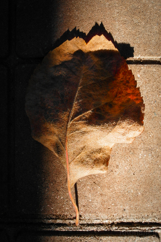 about autumn / ***