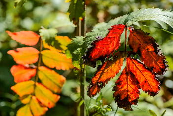 Autumn / ***