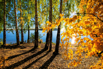 Autumn Gold / ***