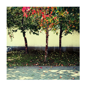 Apples / ***