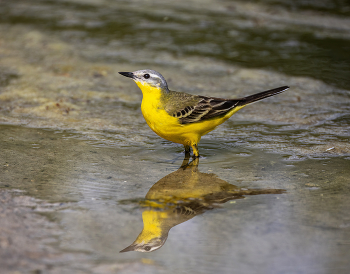 Yellow Wagtail / ***