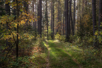 Signs of autumn. / ***