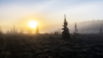 in the autumn forest / ***