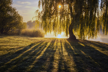 In willow / ***