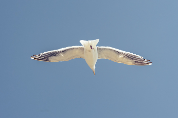 SEAGULL / ***