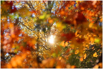 Autumn Kaleidoscope / ***