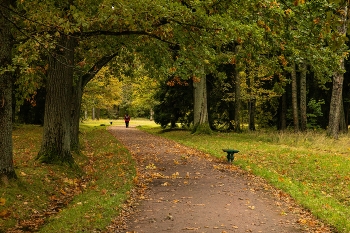 Autumn road / ***
