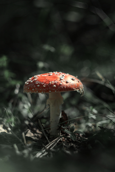 Fly-agaric / ***